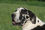 DOGUE ALLEMAND 574